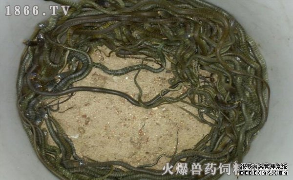 水律蛇養(yǎng)殖新技巧揭秘，高效養(yǎng)殖方法與實用操作指南