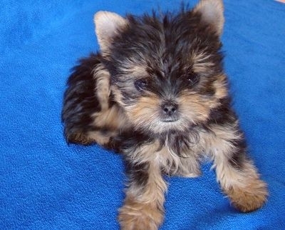 衢州寵物狗市場現象解析，出售信息深度探討與各方觀點碰撞