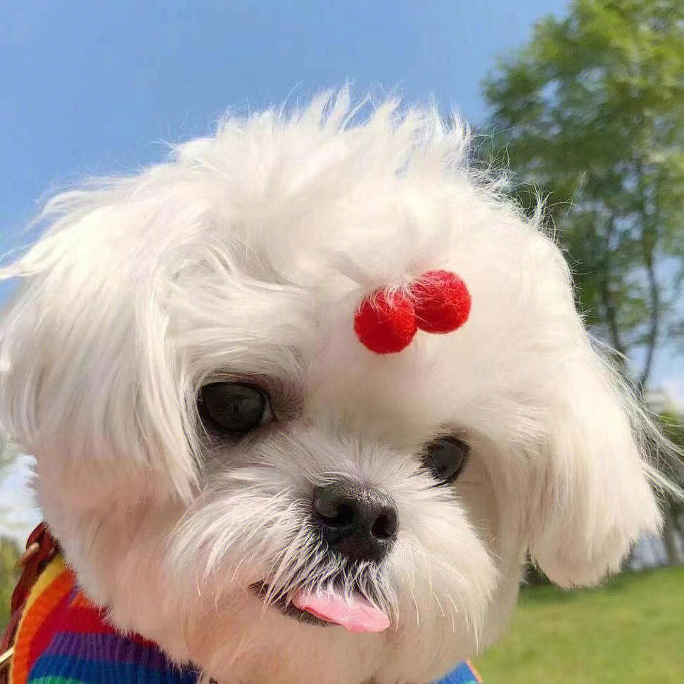 最新狗狗頭像，展現(xiàn)變化、學(xué)習(xí)與自信的力量