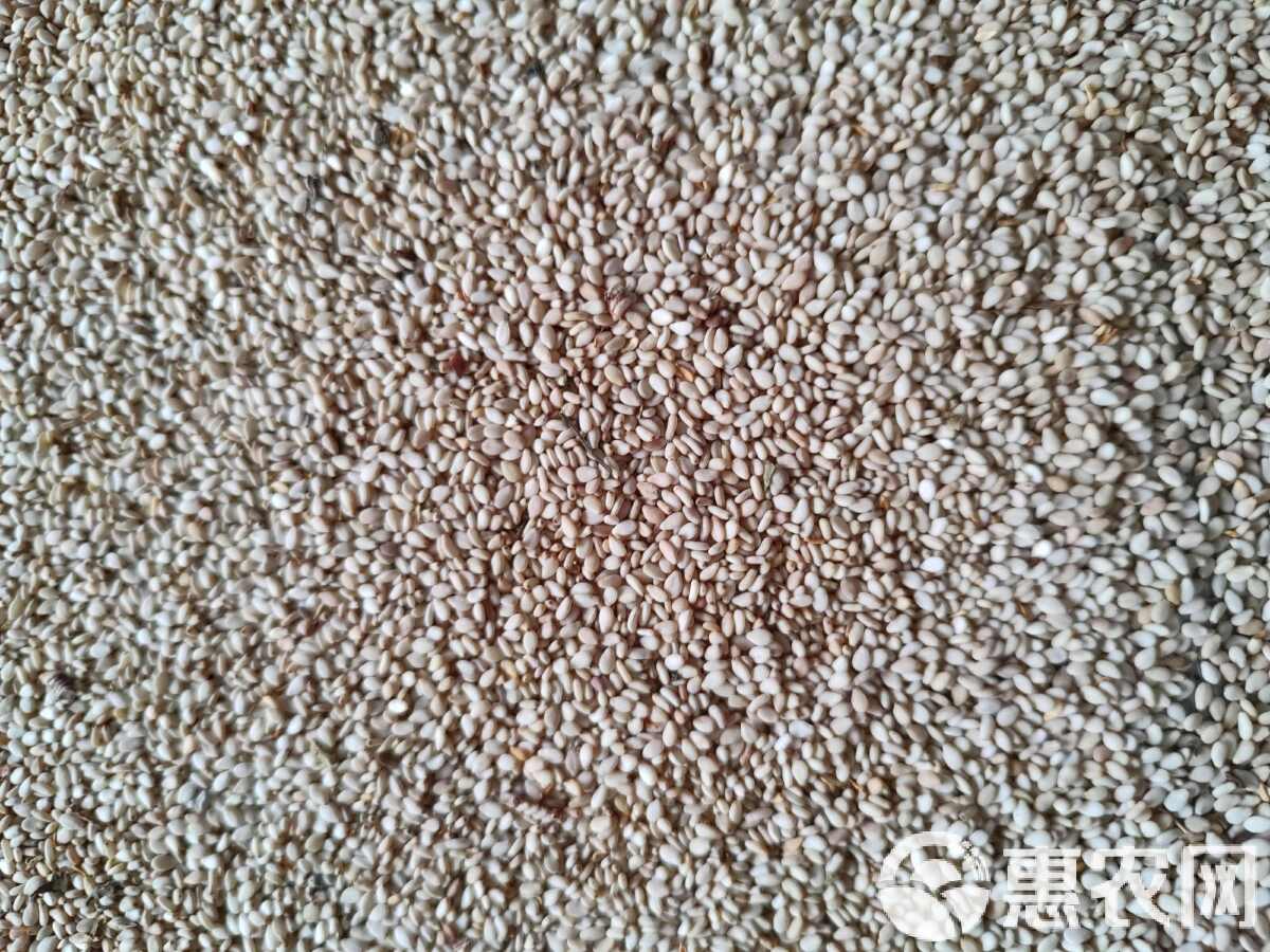 湖北芝麻最新行情詳解與指南