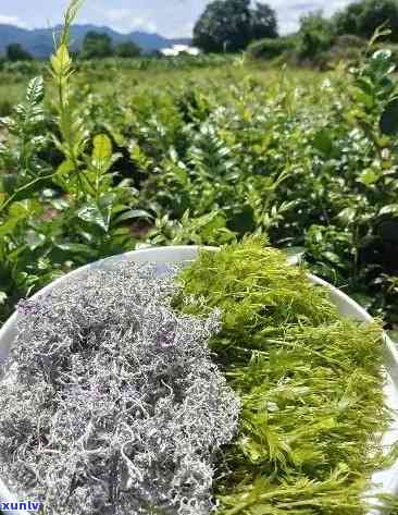 張家界莓茶價格探索之旅，自然美景與內(nèi)心寧靜的尋找