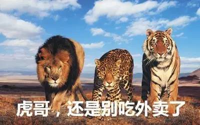 最新虎獅，學習變革的力量，自信與成就感的崛起之路