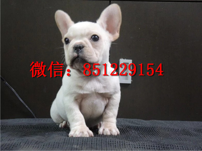 法牛犬行情走勢(shì)揭秘，溫馨日常背后的市場(chǎng)趨勢(shì)