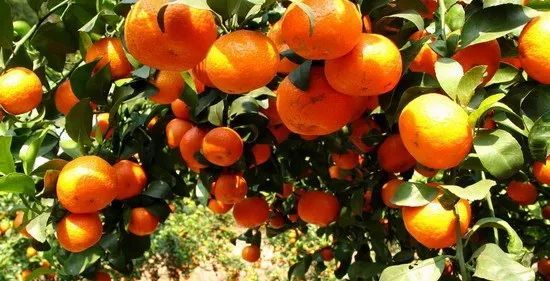 沙糖桔演員，科技與生活完美融合的高科技產(chǎn)品展示