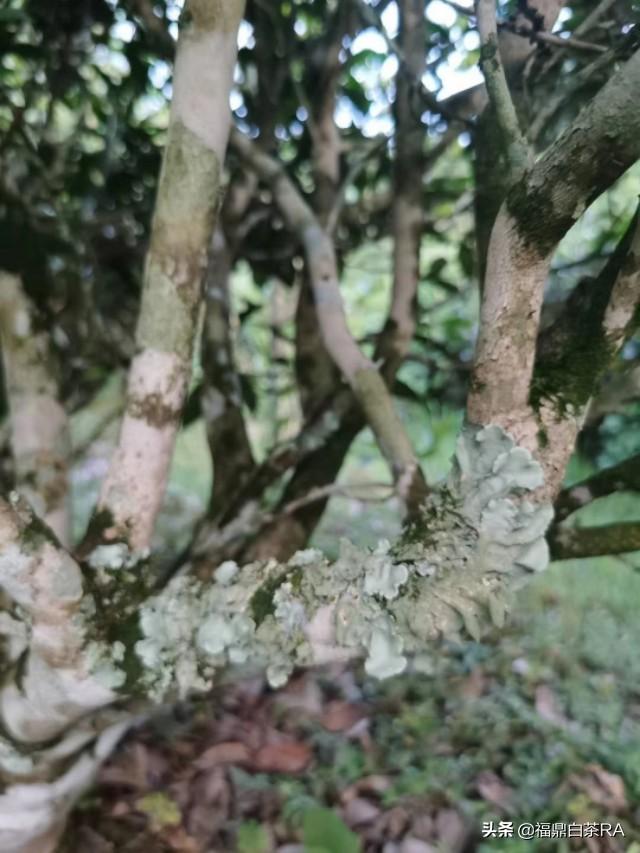 老樅紅茶價(jià)格，深度探討歷史背景與地位影響下的價(jià)格走勢(shì)