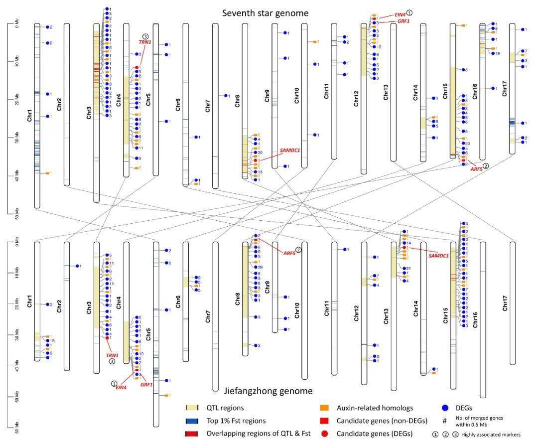 ＂新澳六開彩開獎(jiǎng)號(hào)碼記錄＂的：數(shù)據(jù)整合解析計(jì)劃_智慧版4.19