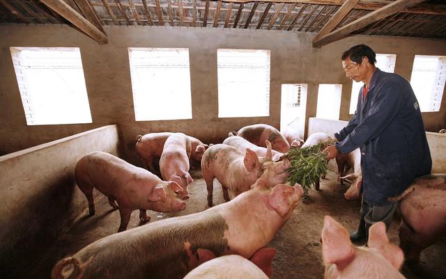 今日瀏陽豬價(jià)行情概覽與溫馨小趣事分享