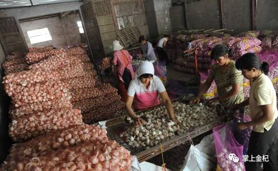 杞縣冷庫大蒜市場價格探秘，尋找蒜香的平靜之旅