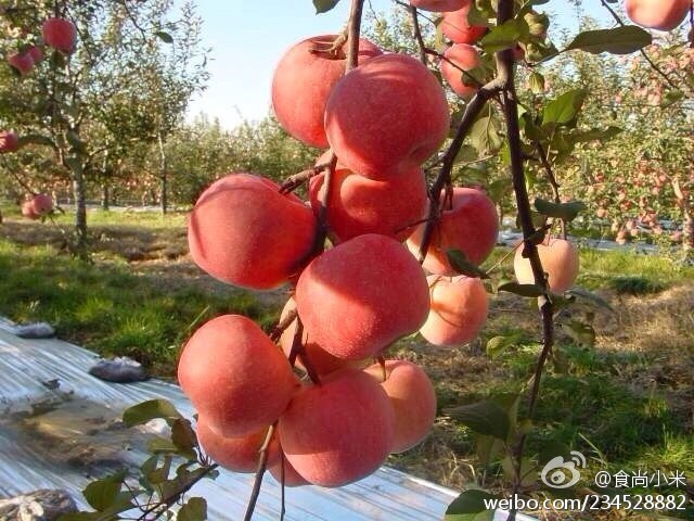 阿克蘇蘋果上市時間詳解，全面步驟指南