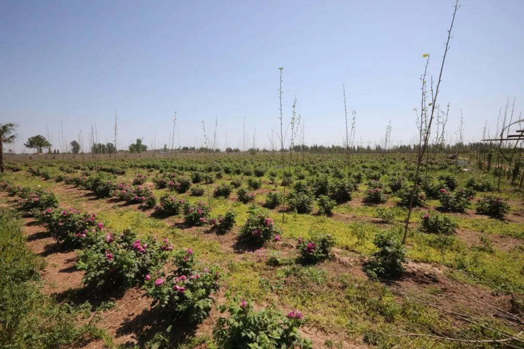 義馬裴村報(bào)房動(dòng)態(tài)資訊，探尋自然美景，啟程心靈之旅