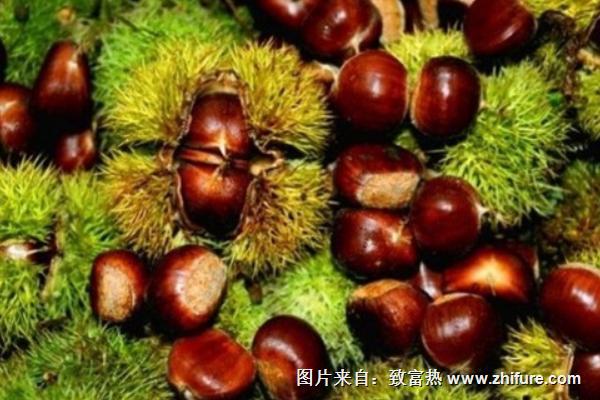 板栗最新行情概覽，市場走勢與產(chǎn)業(yè)地位深度分析