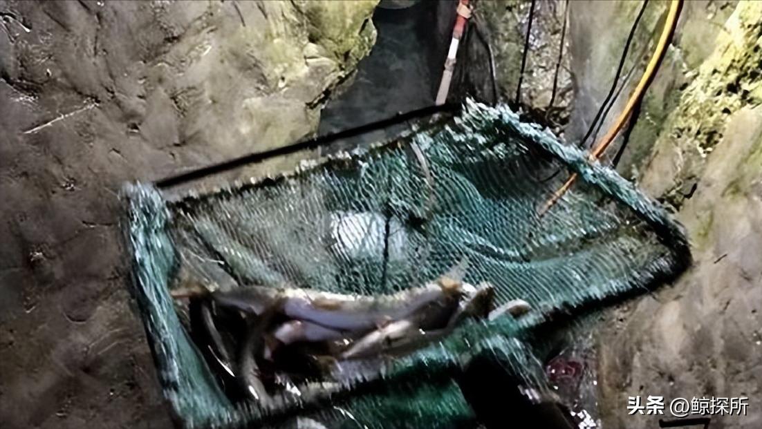 科技新星項寶貝思，重塑生活體驗的最新章節(jié)