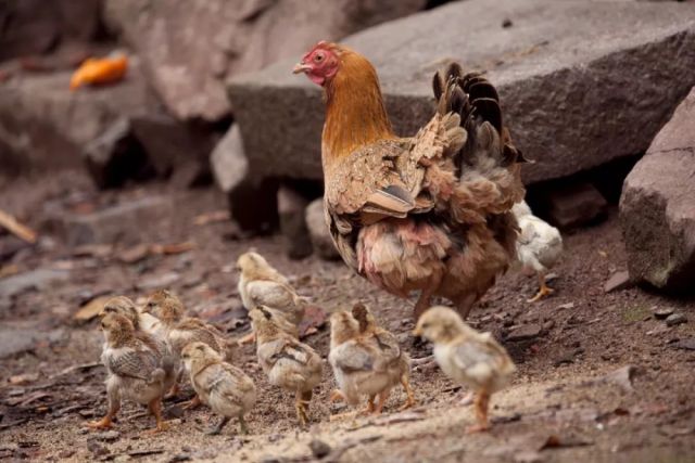 唐山肉雞價格行情深度解析與趨勢分析