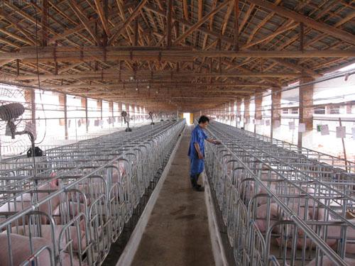 最新豬場(chǎng)管理技術(shù)解析，科技引領(lǐng)畜牧業(yè)邁向智能化未來(lái)