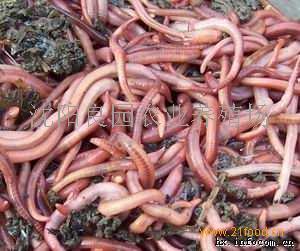 小巷深處的綠色寶藏，蚯蚓種苗價(jià)格揭秘