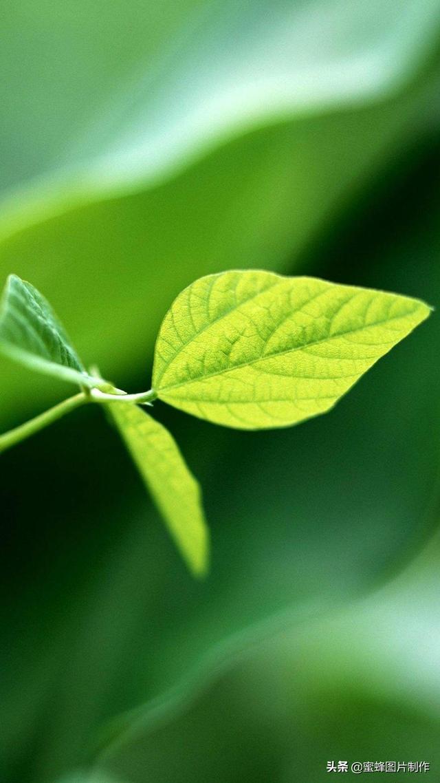 最新護(hù)眼美圖，步驟指南與美圖欣賞