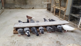 鴿糞新型應(yīng)用，綠色能源的未來與科技創(chuàng)新引領(lǐng)生活變革