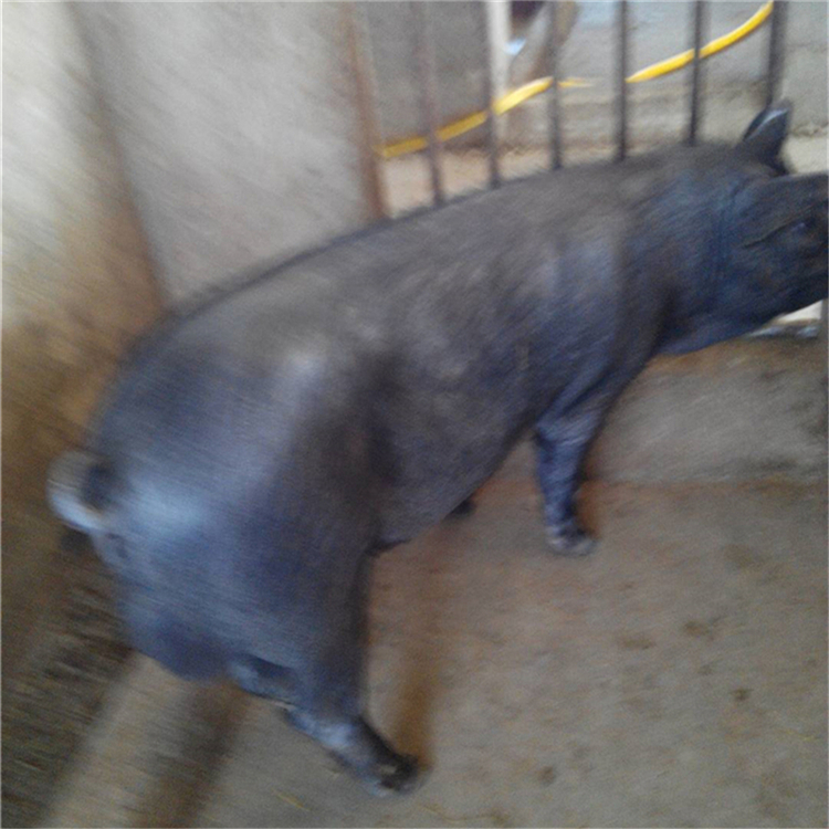 太湖母豬行情，逆風中的自信與成就感展現(xiàn)