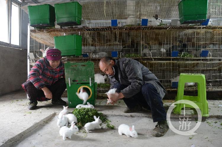 今年養(yǎng)兔行情分析，市場趨勢與前景展望
