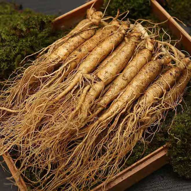 東北野山參價格,東北野山參價格，時代的印記與價值的波動