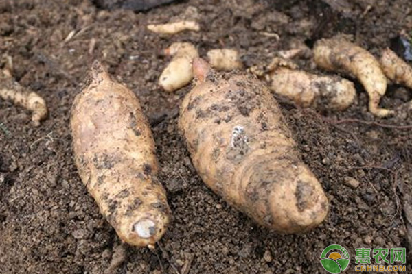 最新天麻行情，變遷之路，無限可能成就夢