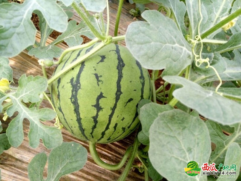 青州西瓜最新價格行情，科技賦能下的新鮮體驗