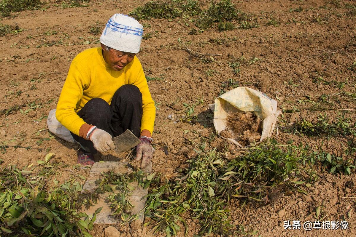 白術最新行情及深度分析
