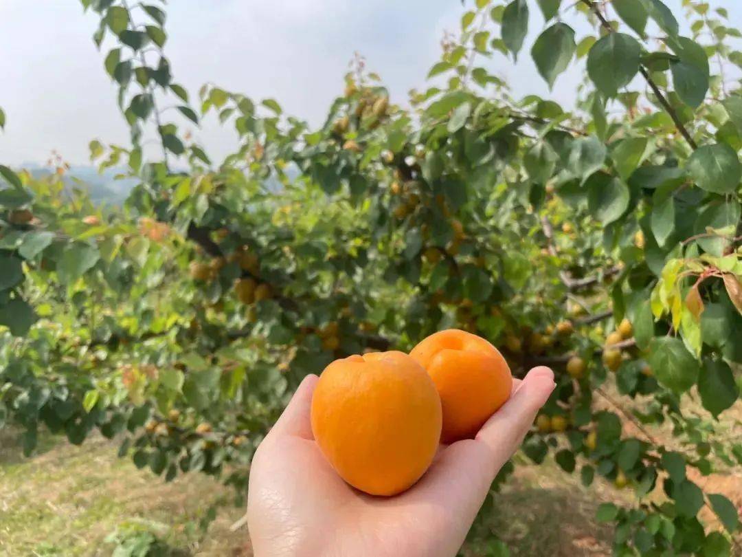 杏吧資訊速遞，引領(lǐng)時尚潮流，傳遞熱門信息的新高地門戶