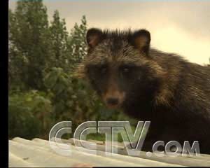 貉子最新價格行情更新，市場走勢分析