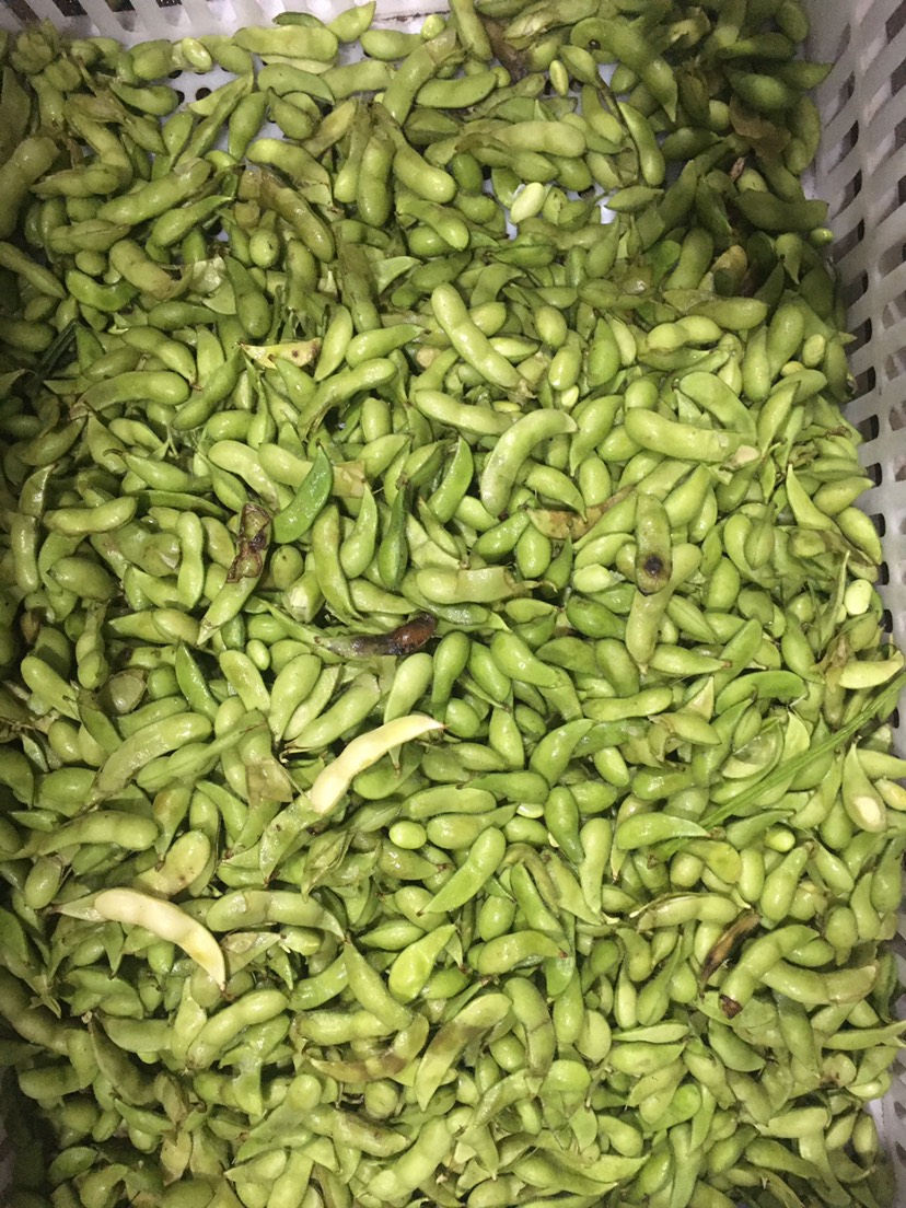 海南毛豆價(jià)格最新行情，友情故事與實(shí)時(shí)市場(chǎng)動(dòng)態(tài)