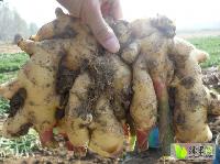 今日山東生姜價(jià)格行情,今日山東生姜價(jià)格行情，變化中的學(xué)習(xí)，賦予我們力量