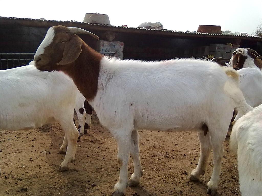 山羊價格，歷史背景、重要事件與地位探究