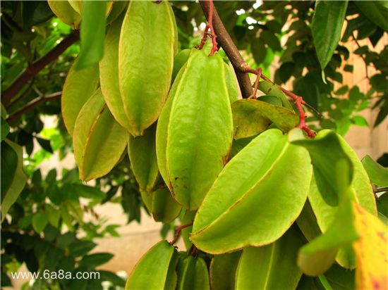 楊桃的甜蜜時光，友情與陪伴的溫馨故事與上市時刻揭秘