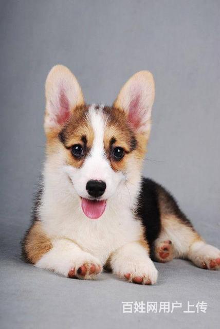 純種柯基價格，科技與生活的融合之選