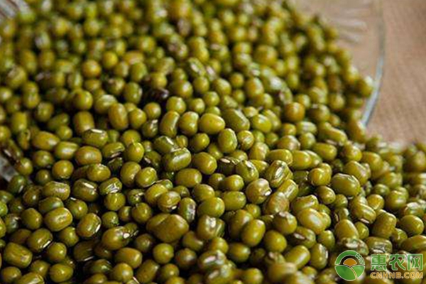 科技賦能下的綠豆市場，最新價格與革新浪潮