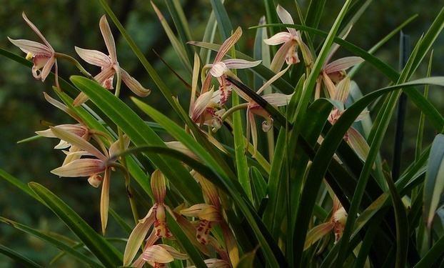 最新蘭花，小巷深處的秘密花園探秘