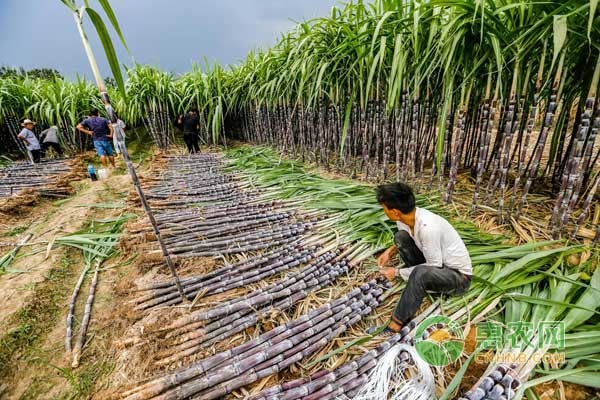 甘蔗行情深度解析，揭秘甜蜜商機(jī)，開(kāi)啟甜蜜事業(yè)之門(mén)！