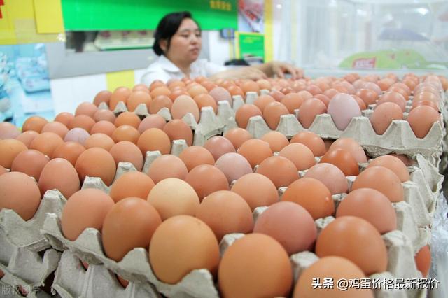 浙江雞蛋行情深度解析與預(yù)測(cè)報(bào)告