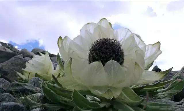 天山野生雪蓮，傳奇價(jià)值與地位的獨(dú)特價(jià)格