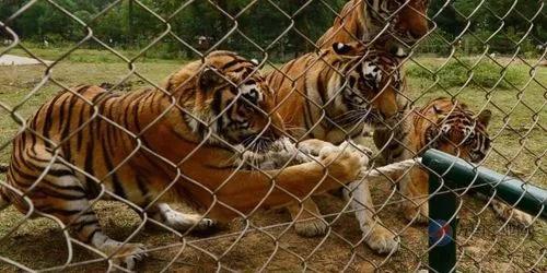 寧波老虎襲擊事件最新進展，城市日常中的溫情與友情力量