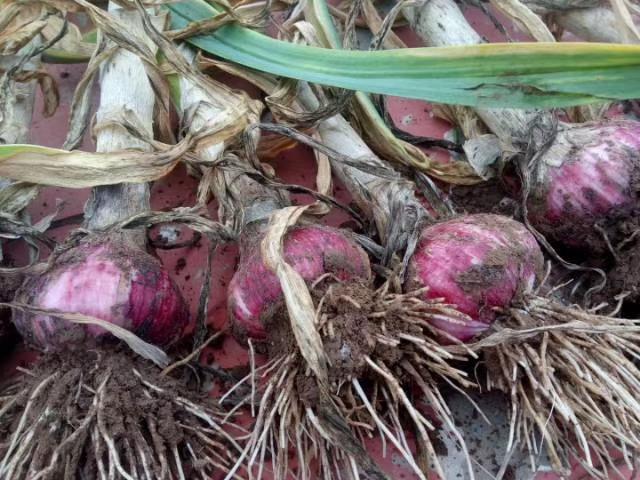 山東大蒜最新價格行情及分析