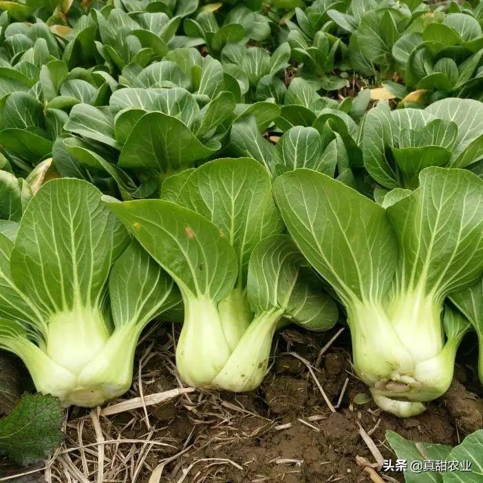 上海青最新價格行情，時代脈絡下的市場波動