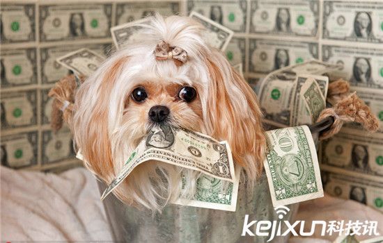 動(dòng)物世界資訊速遞，小巷中的奇妙探索與未知世界探索