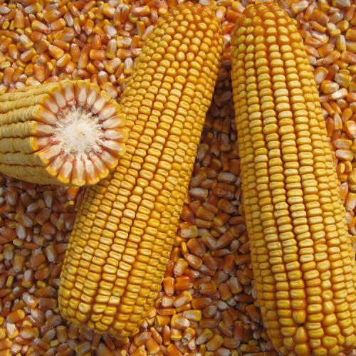 最新玉米種子與溫馨家園的奇緣