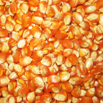 最新玉米種子與溫馨家園的奇緣