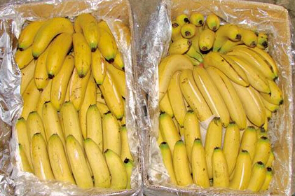 揭秘2017年香蕉行情走勢(shì)預(yù)測(cè)