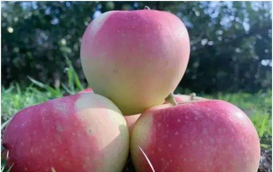 嘎啦蘋果上市時(shí)間,嘎啦蘋果上市時(shí)間，全面步驟指南