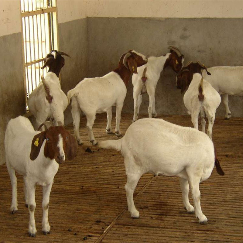 山羊價行情揭秘，小巷深處的獨特風味