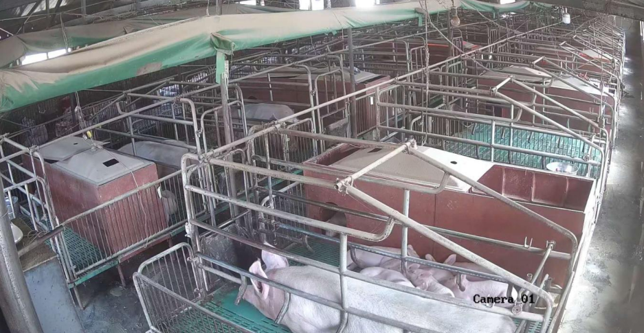 “最新母豬產(chǎn)床技術(shù)”,最新母豬產(chǎn)床技術(shù)，一場技術(shù)與自信的革新之旅