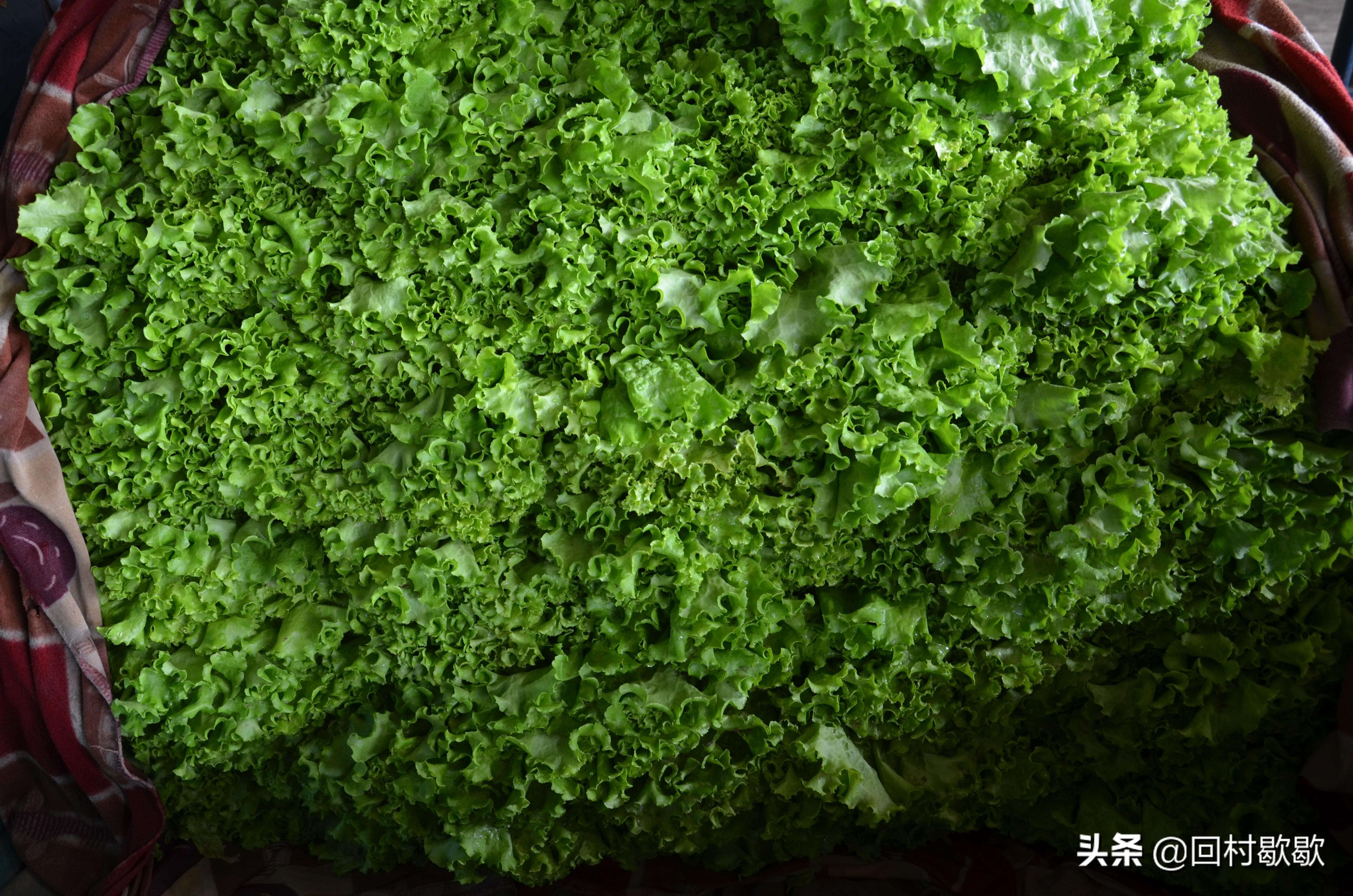 科技引領(lǐng)新生活，最新菜花價(jià)格行情實(shí)時(shí)掌握